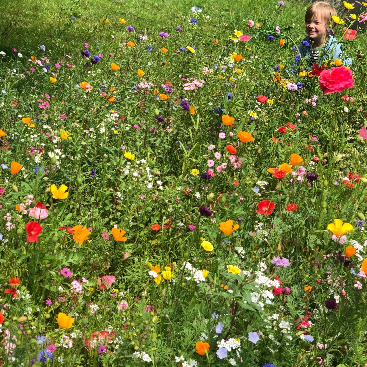 Plant wildflowers everywhere. Bees love them. We love bees. Happy bees make honey.