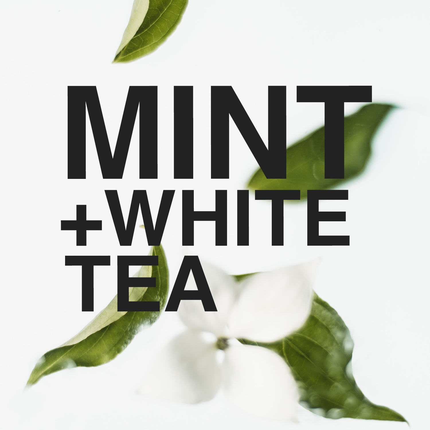 Mint + white tea scented soy candle
